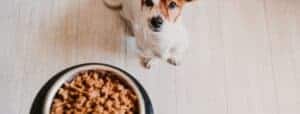 comment choisir ses croquettes pour chien et chat