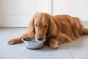 chien qui mange des croquettes sans céréale