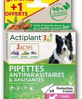 pipette chien moyen
