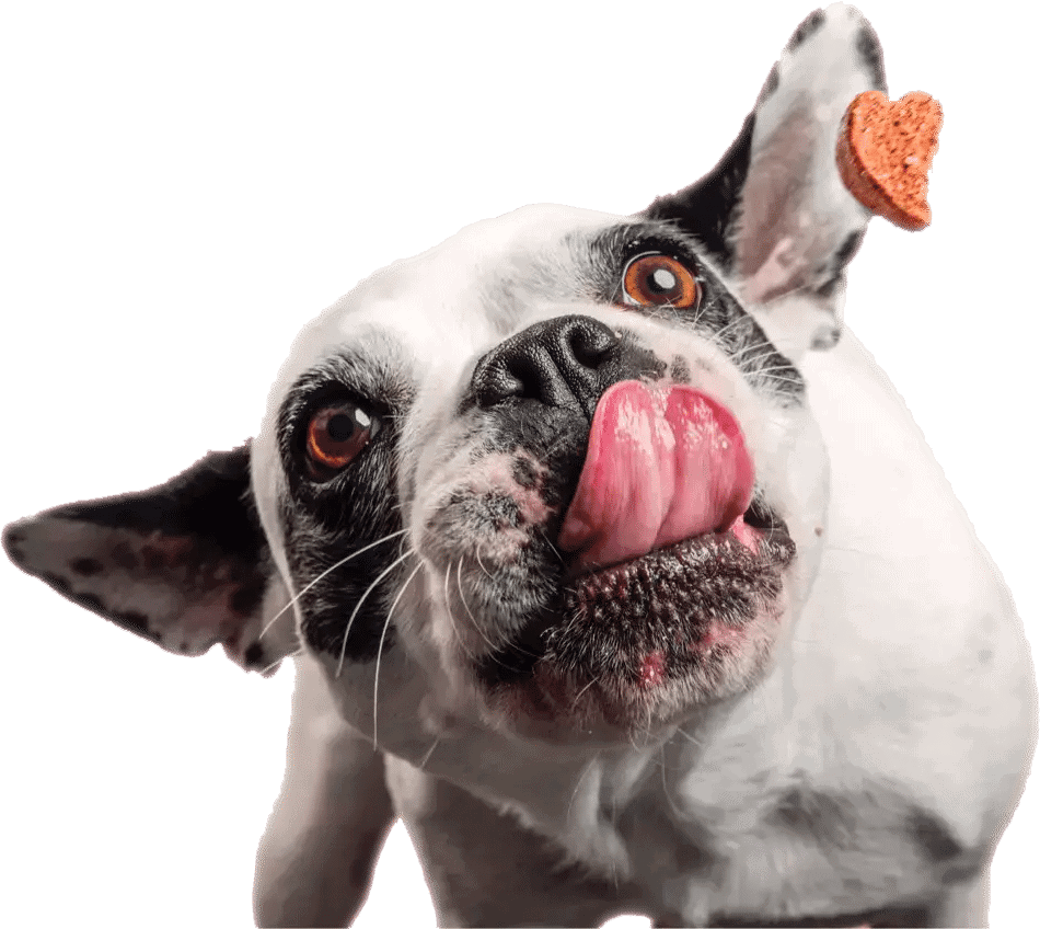 Bull dog croquettes de france